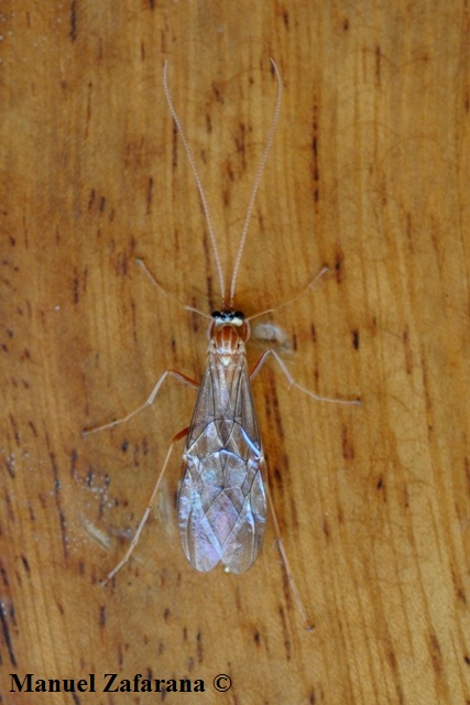 Ophion obscuratus (Ichneumonidae)